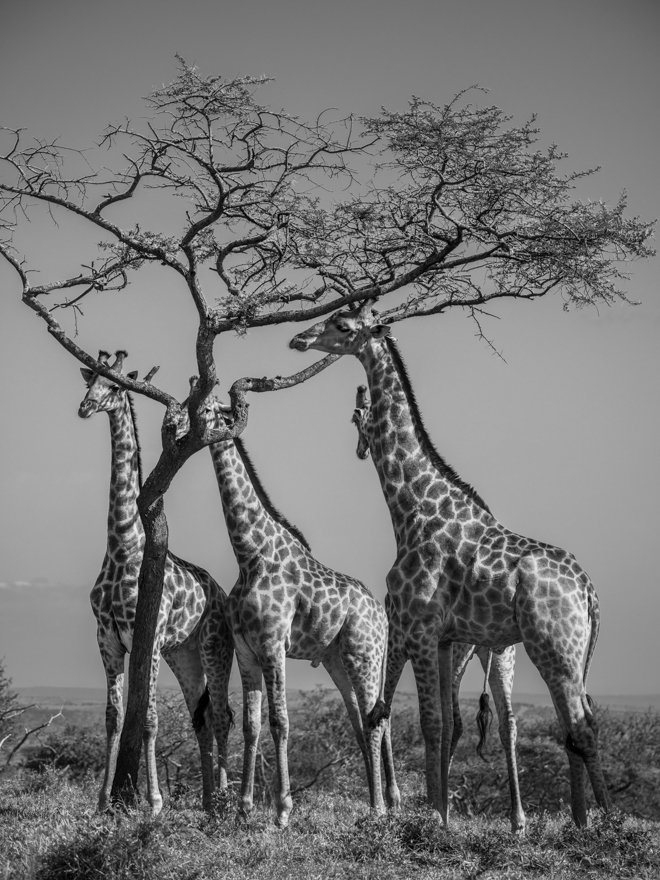 PRINT: tower of giraffes