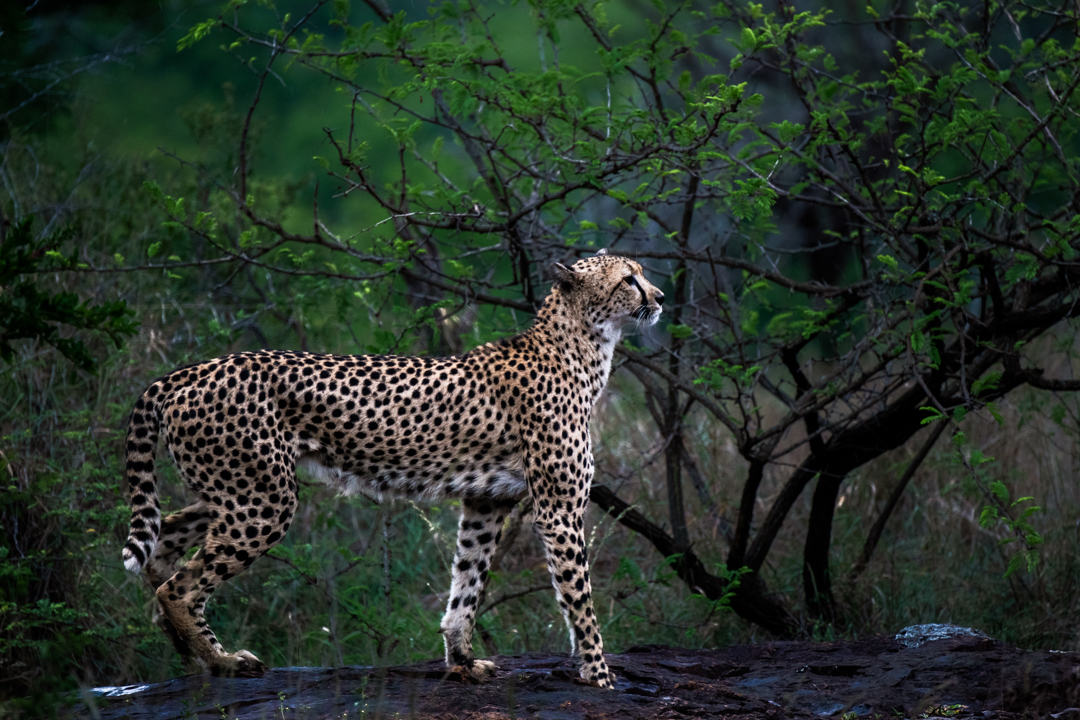 Print: Posing Cheetah